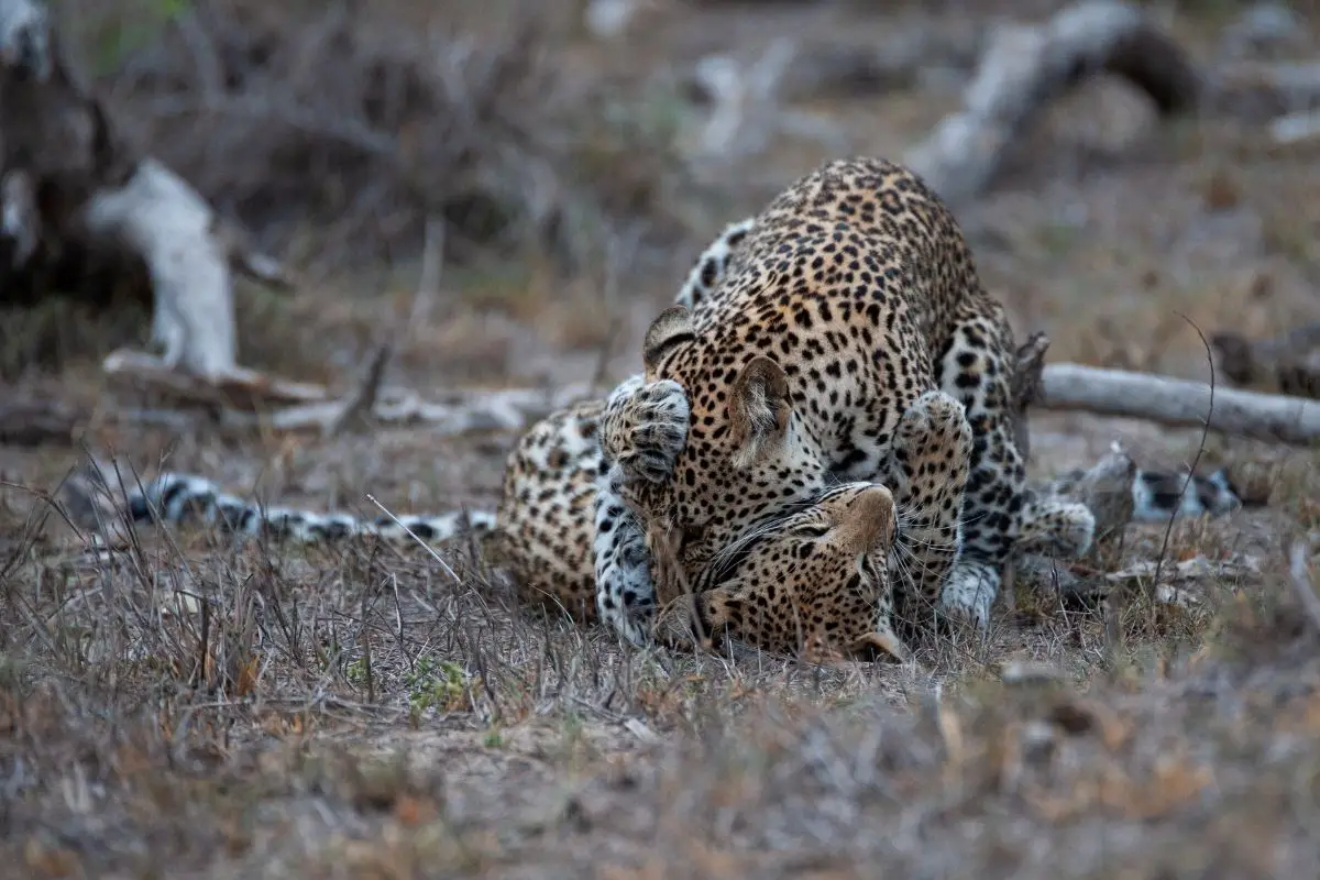 Two leopards playing on the ground.