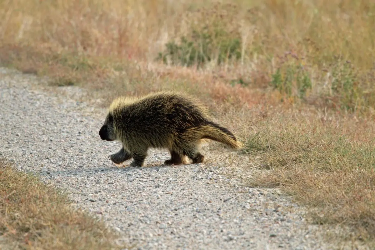 Wild porcupine crossing a grave path in Eastern Idaho.