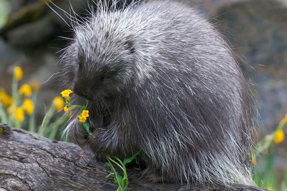 Porcupine on a log with yellow flowers in the background.