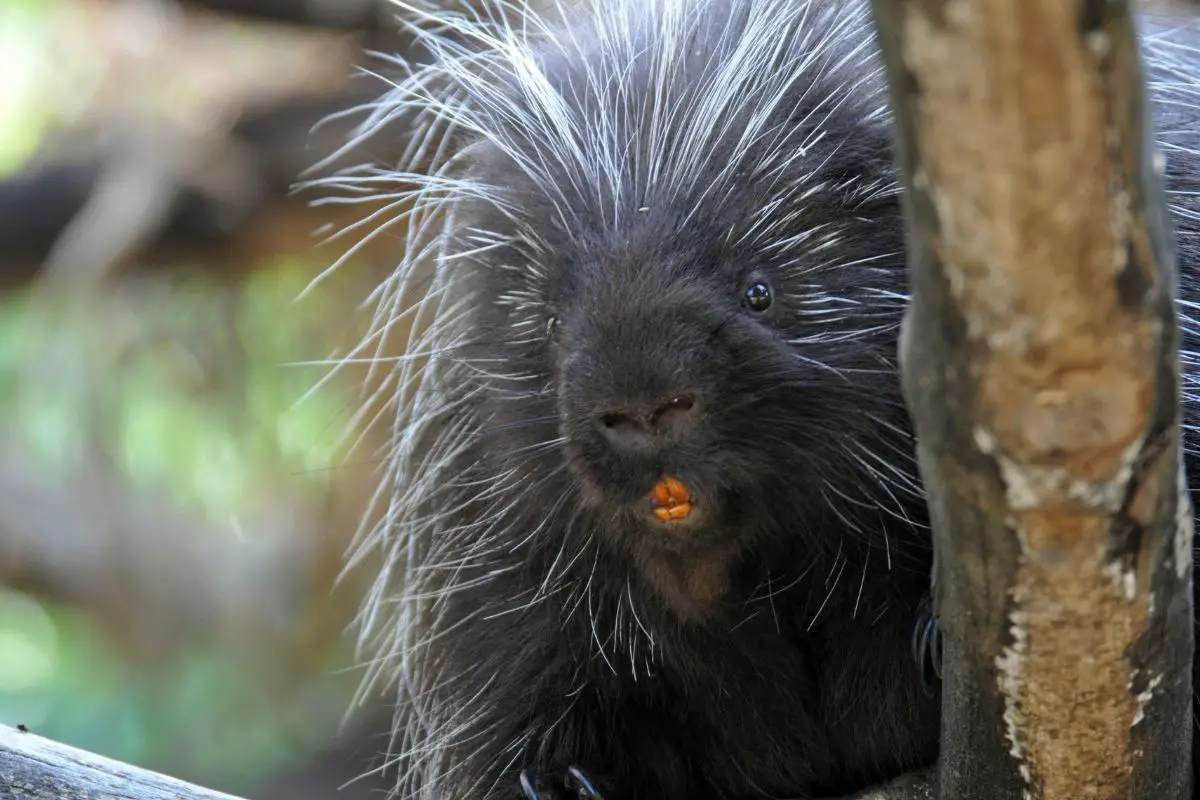 A portrait photo of porcupine in wild showing his teeth.