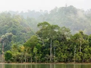Dense tropical forest in the chiew lan lake.