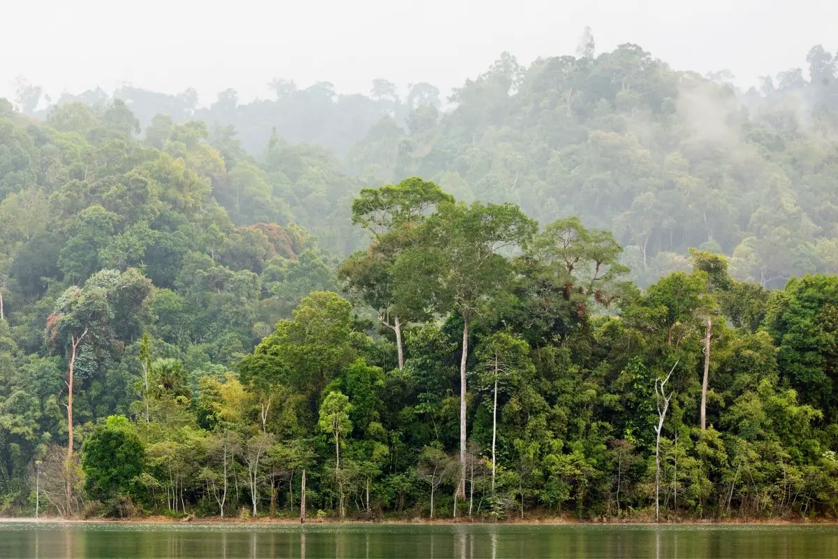 Dense tropical forest in the Chiew land lake.