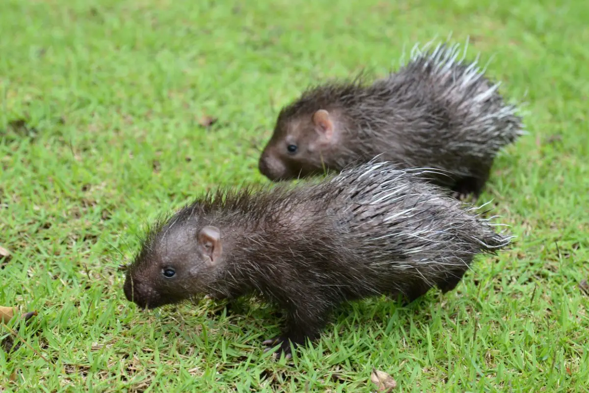 Do Porcupines Hibernate? Why? How Long? Where? NatureNibble