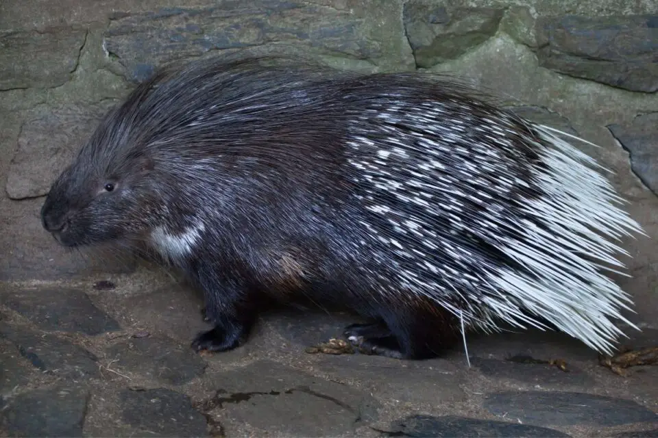 27 Different Types of Porcupines NatureNibble