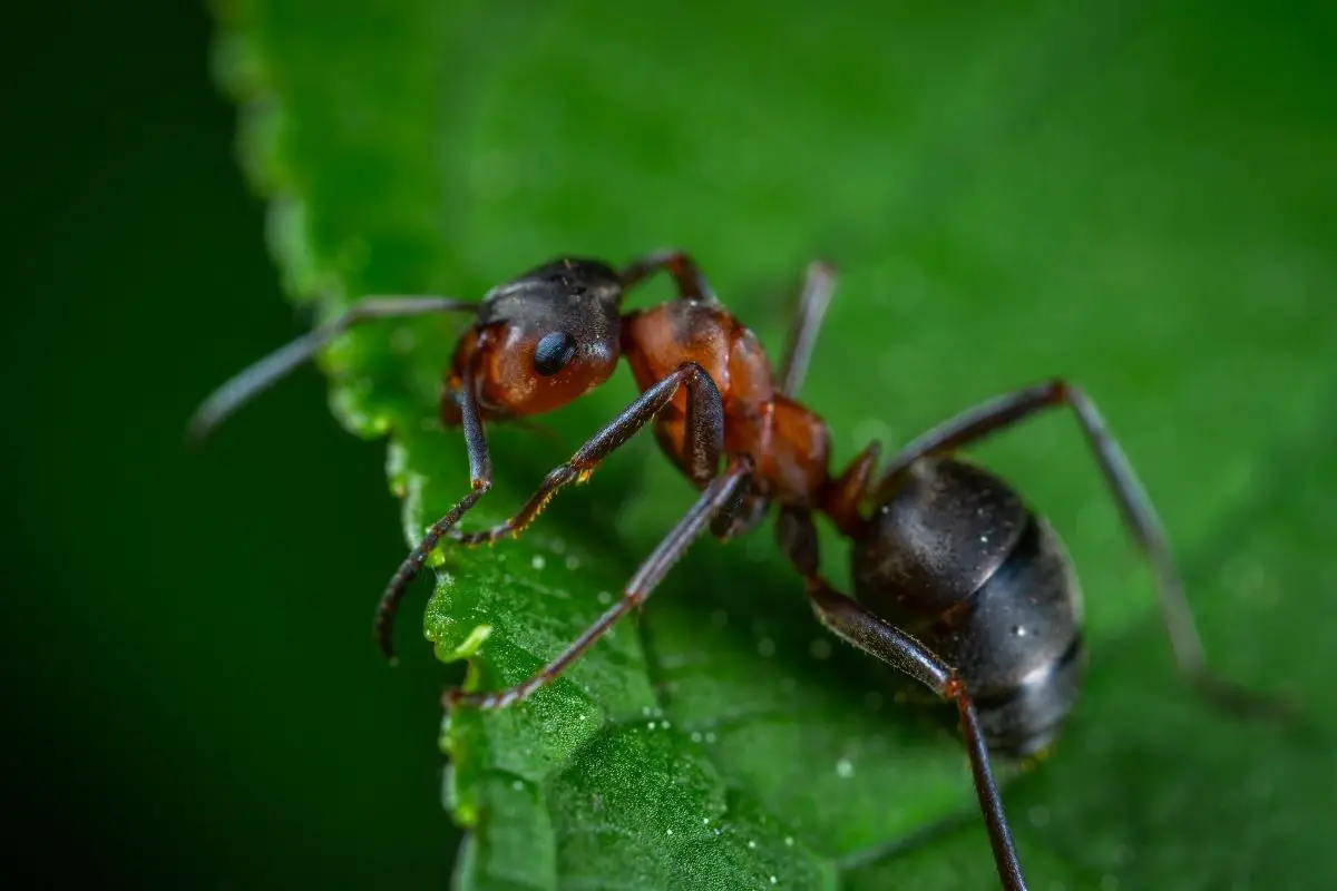 Macro shot of red ant resting on a green leaf.
