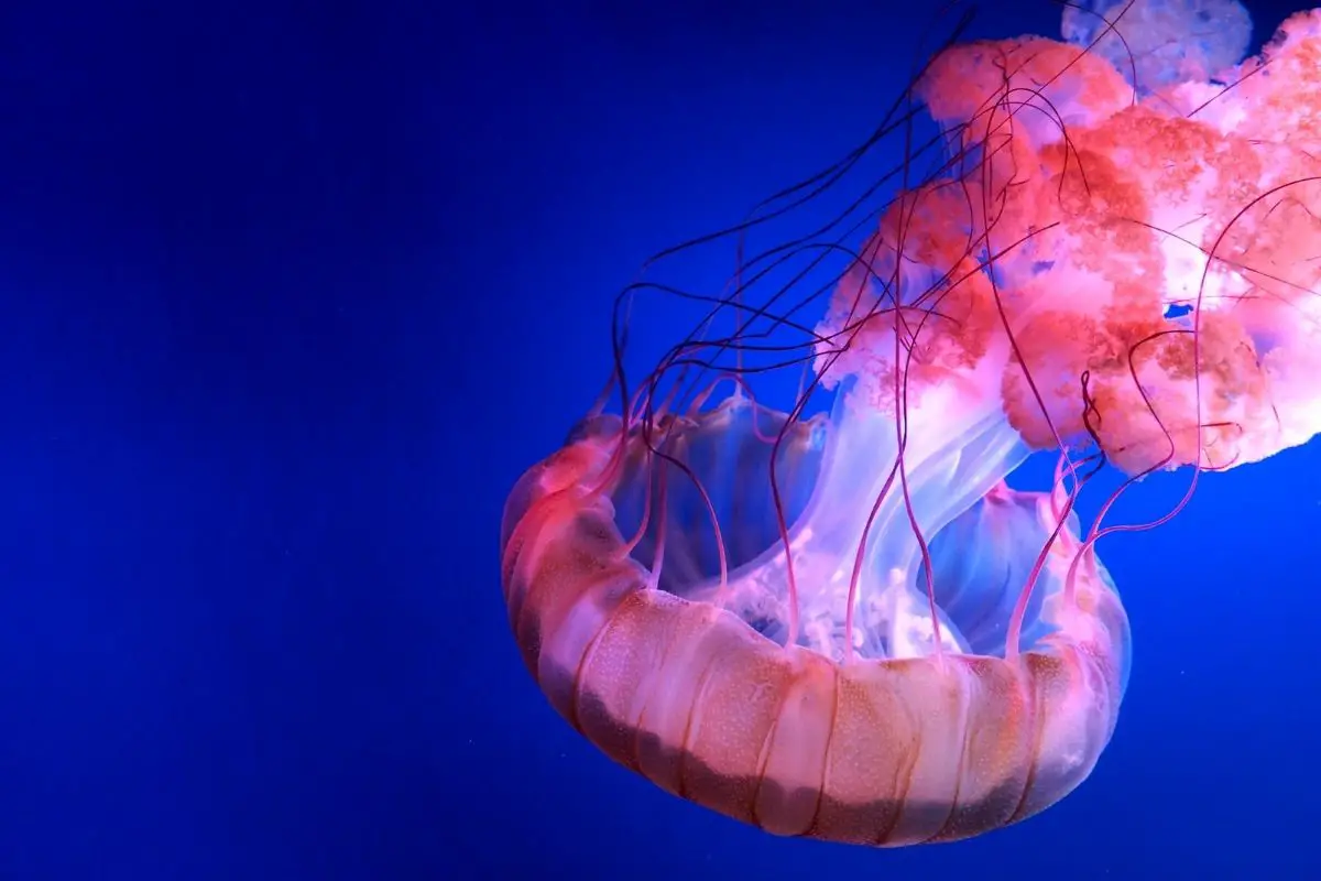 A photo of jellyfish on olympus digital camera