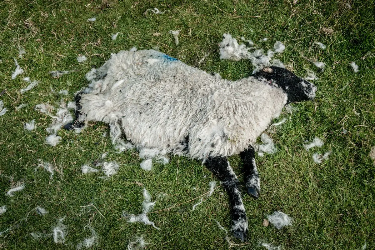 A dead sheep covered in flies.