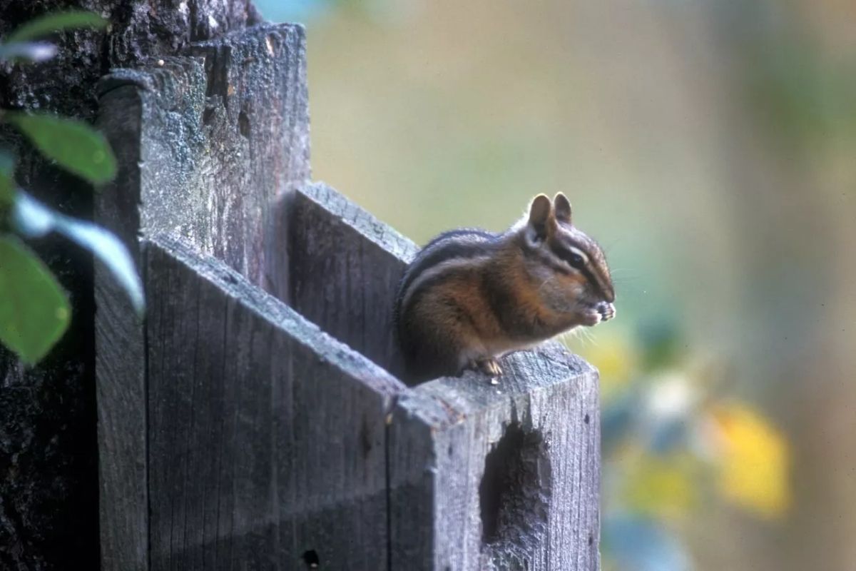 Lodgepole chipmunk eating on a bird house.