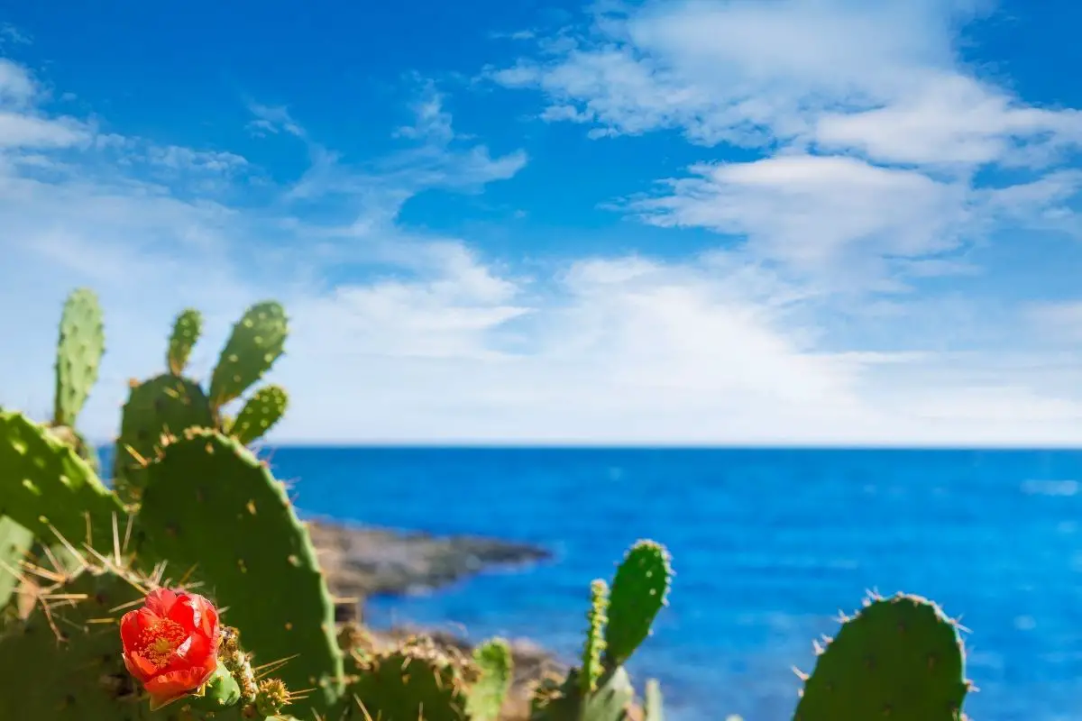 A cactus in a majorca cala bona beach.