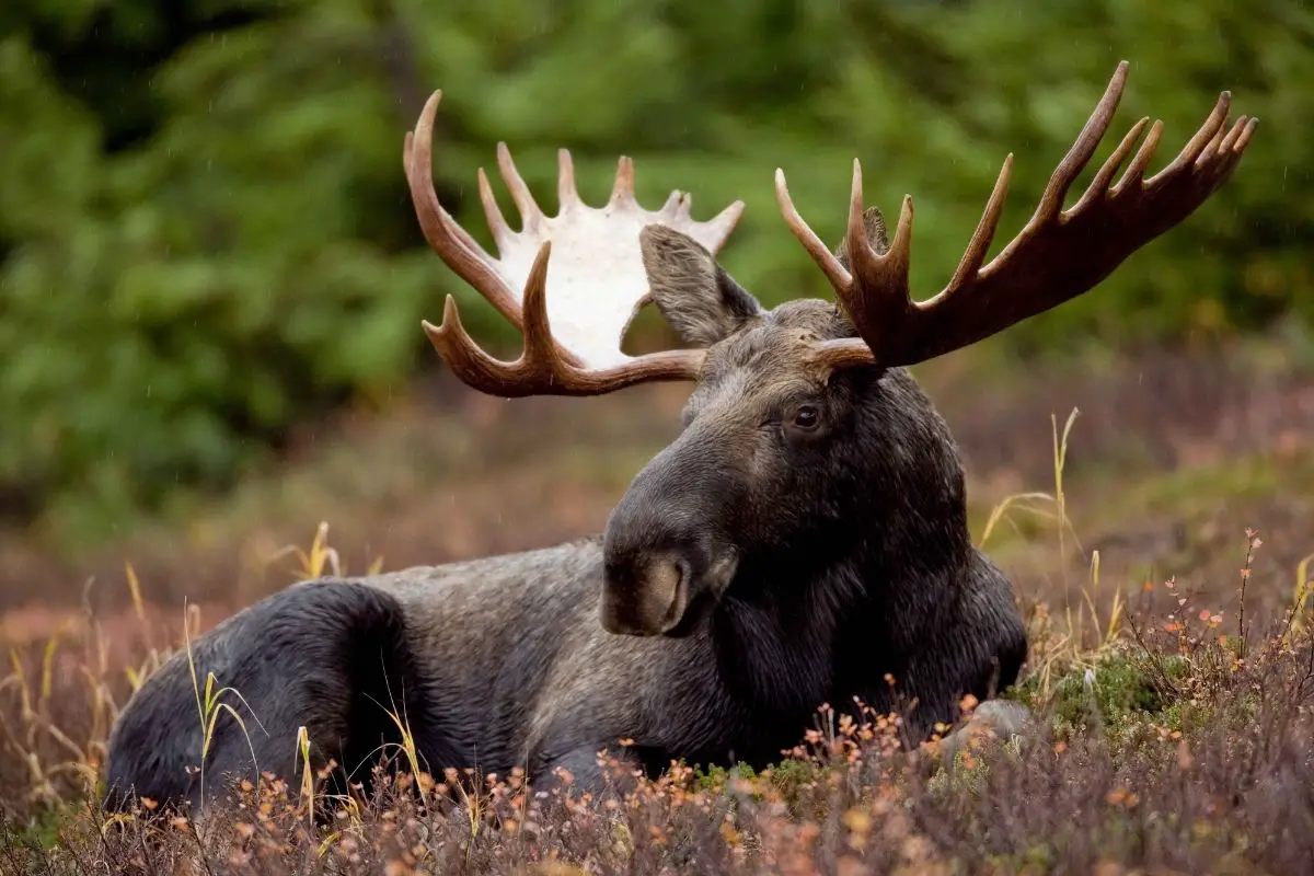 A relaxing moose in the grass field.
