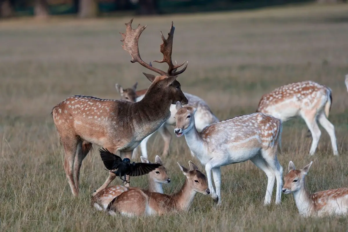 A typical fallow deer family during rut season.
