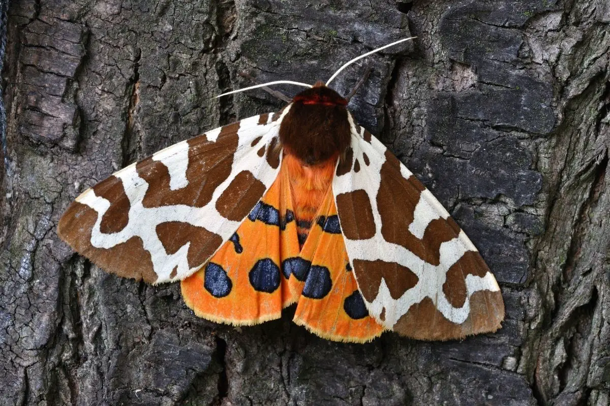 A beautiful moth landed on a tree surface.