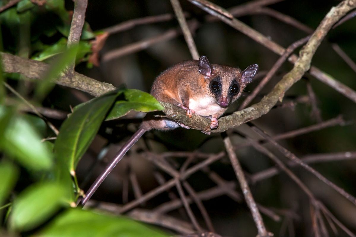Common mouse opossum photographed in linhares.