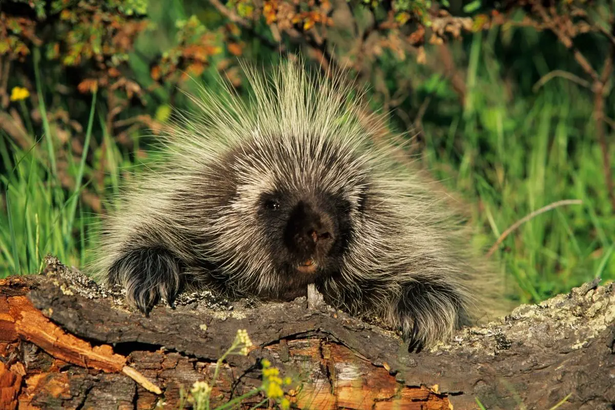 An awful face of a North American porcupine in the nature.