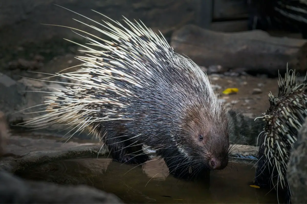 A Himalayan porcupine on a wet surface.