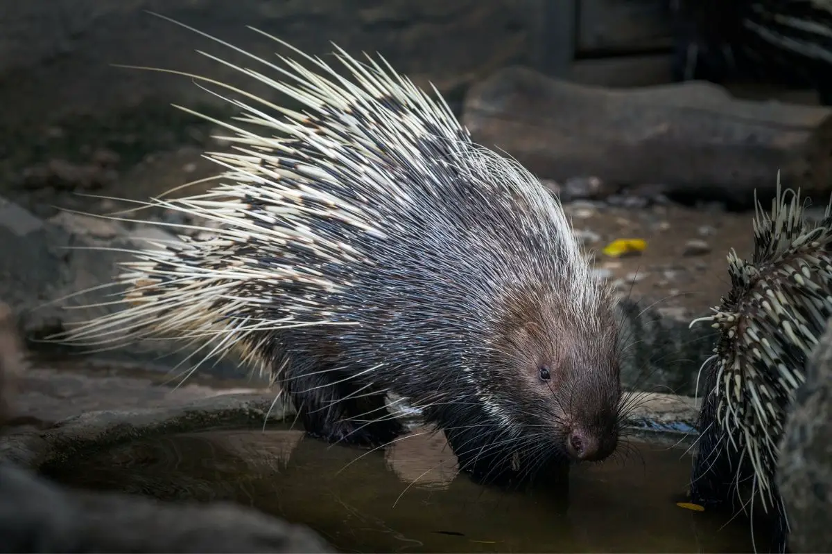 Porcupine