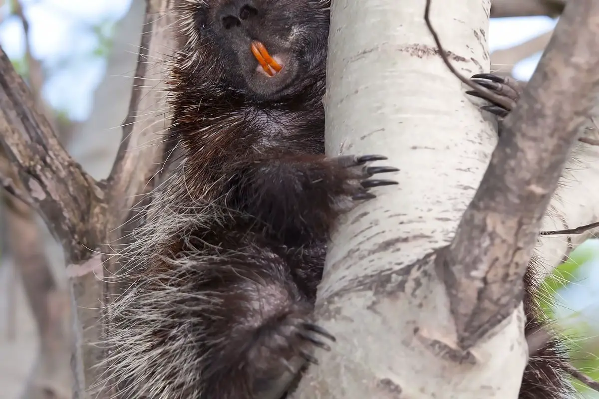 Porcupine showing his orange teeth.