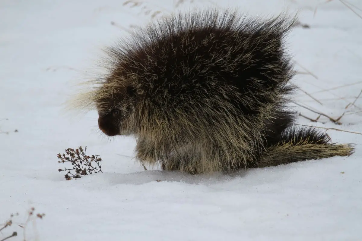A defensive pose of an adult porcupine in snow field.