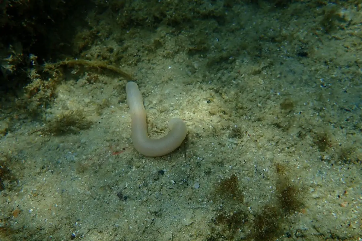 The peanut worm in sea bed.