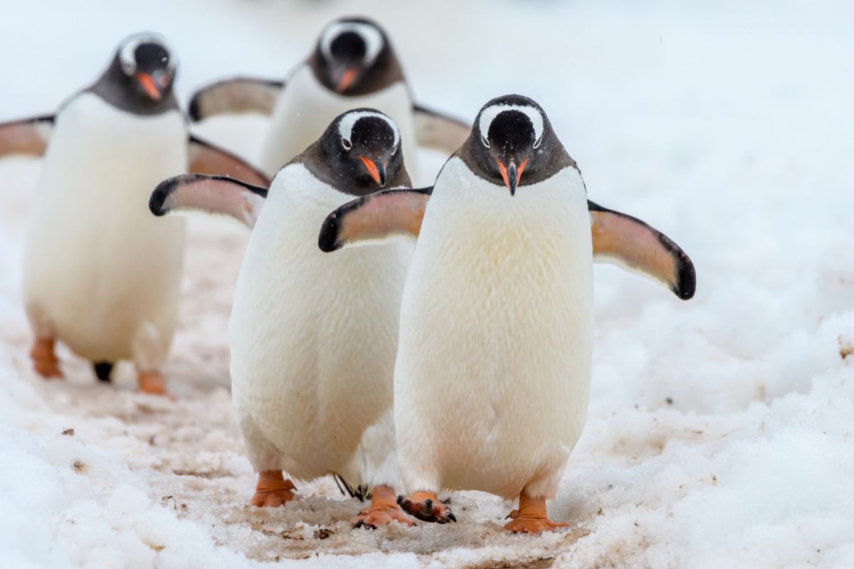 Gentoo penguins crossing at Antarctica.