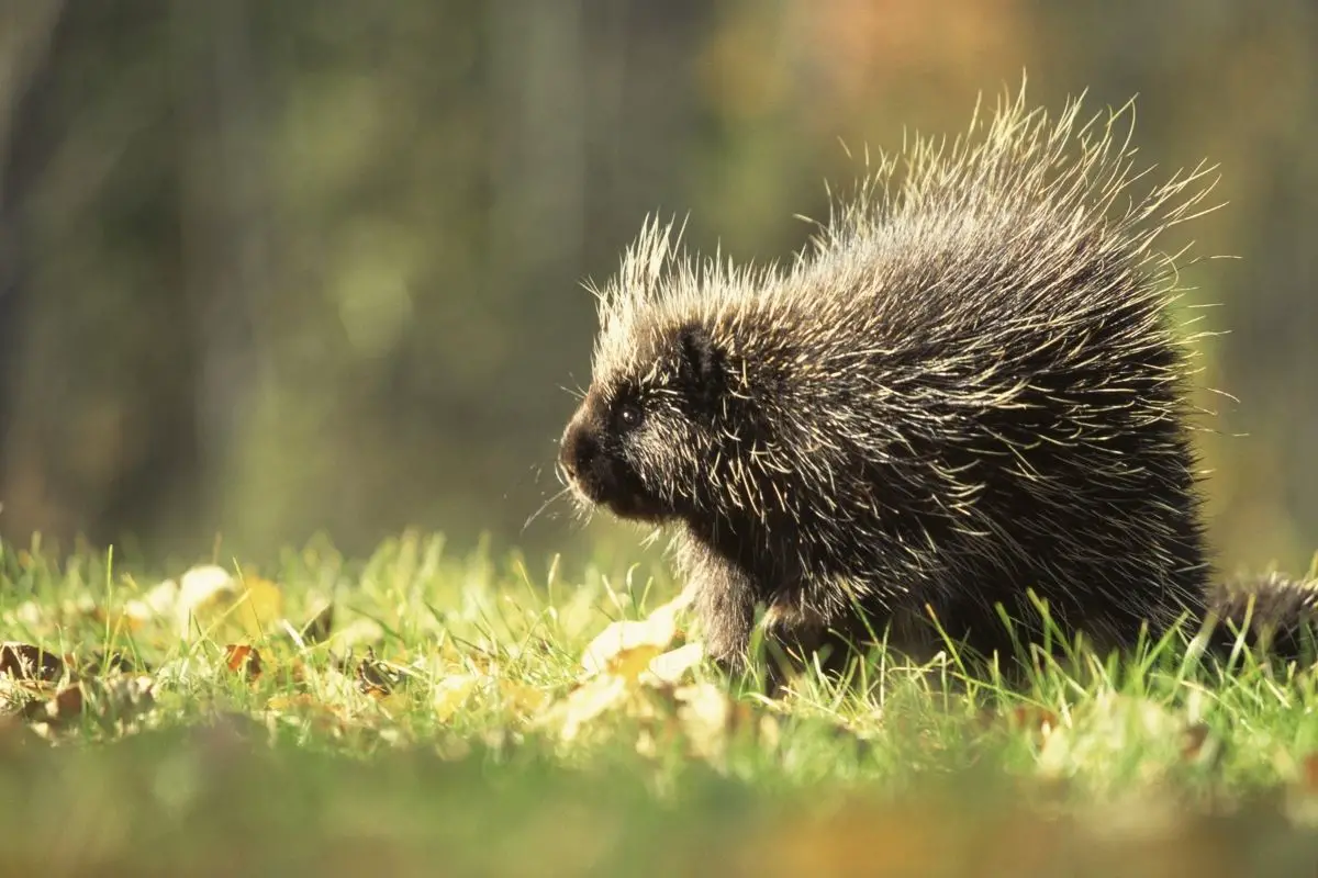 A portrait photo of a porcupine on the green grass.