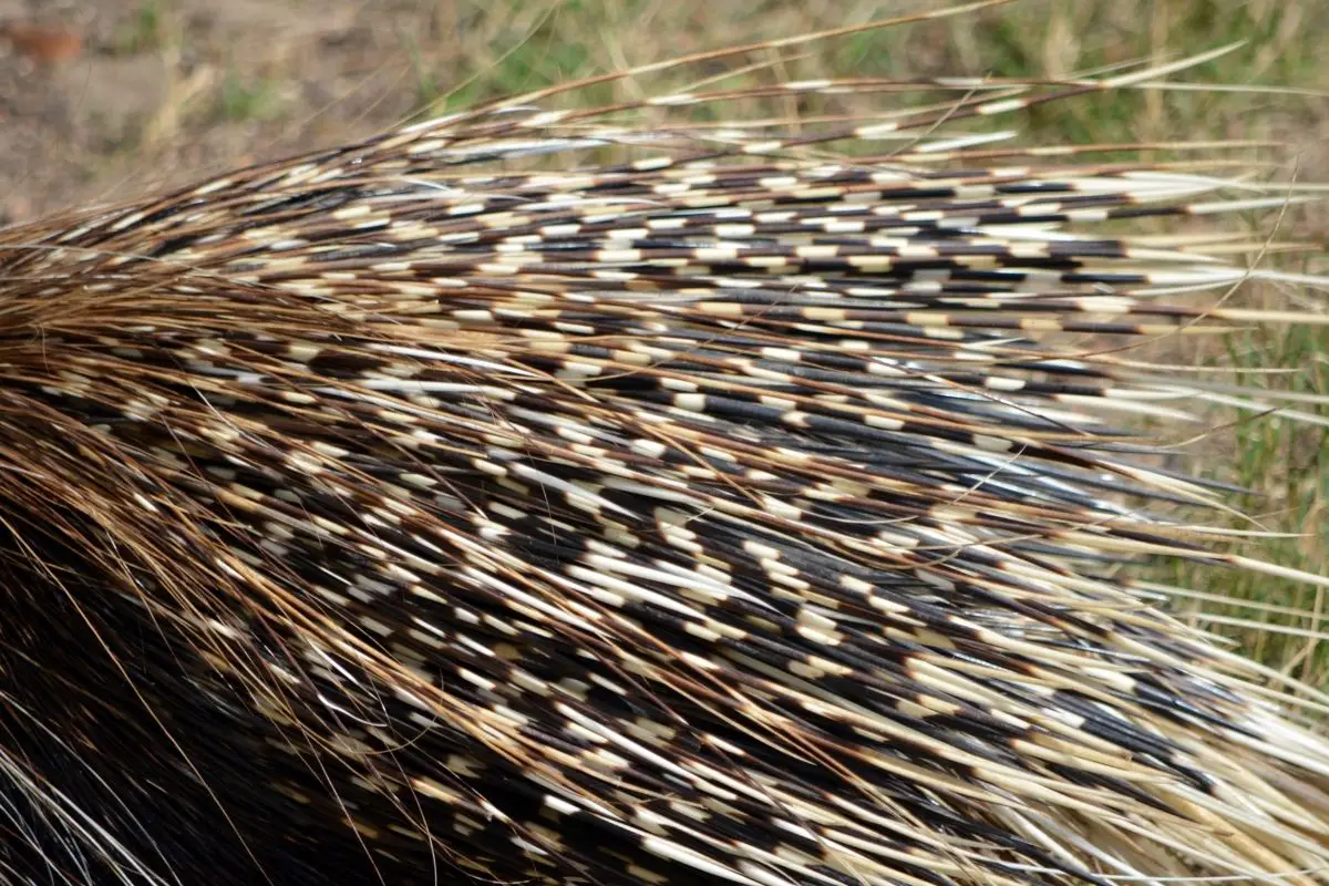 A close-up photo of the stripe pattern of porcupine quills.