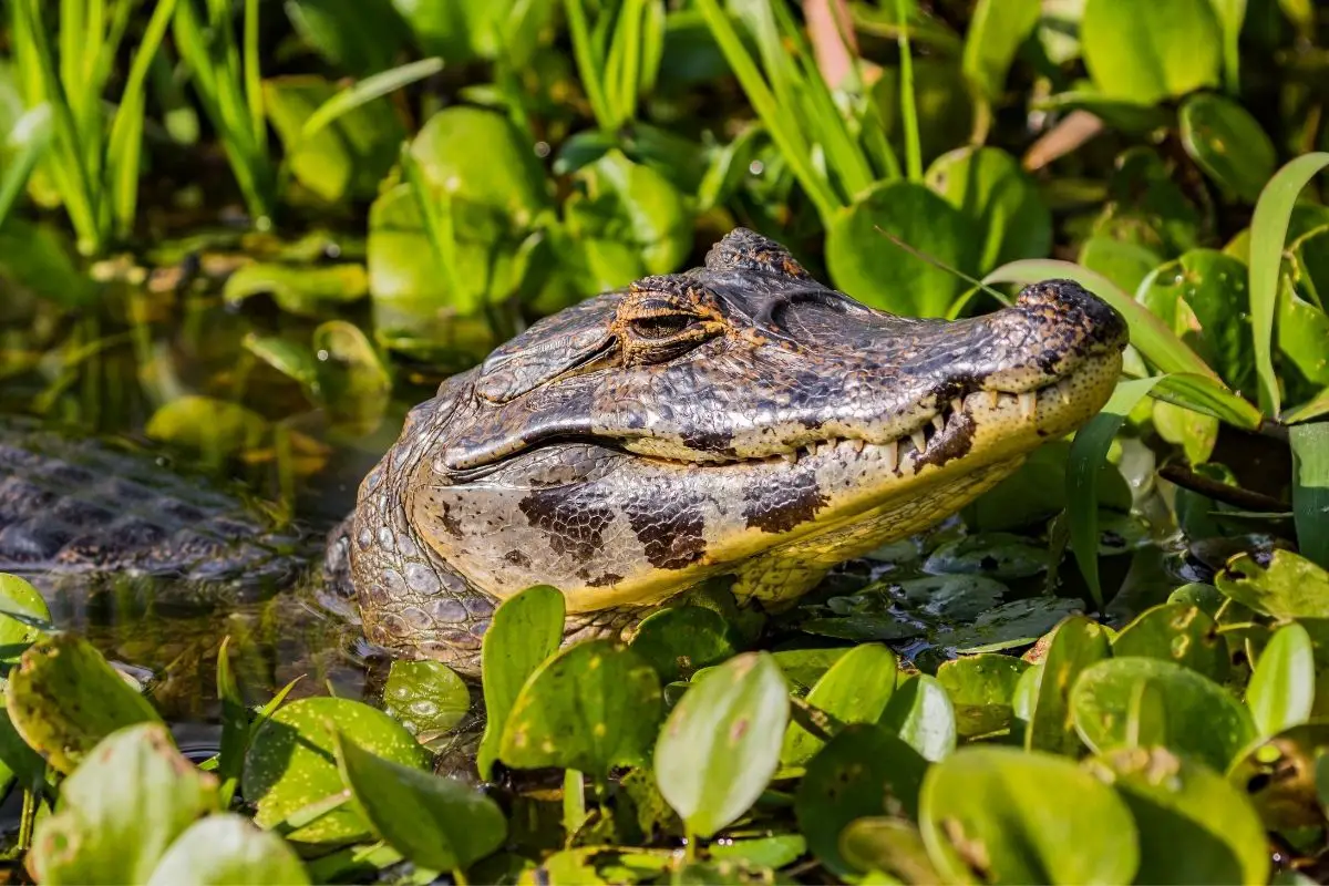 Aggressive Caiman submerged in the river with water lilies.
