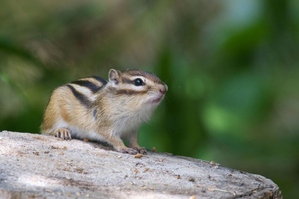 Siberian chipmunk on the log with green plants in the background.