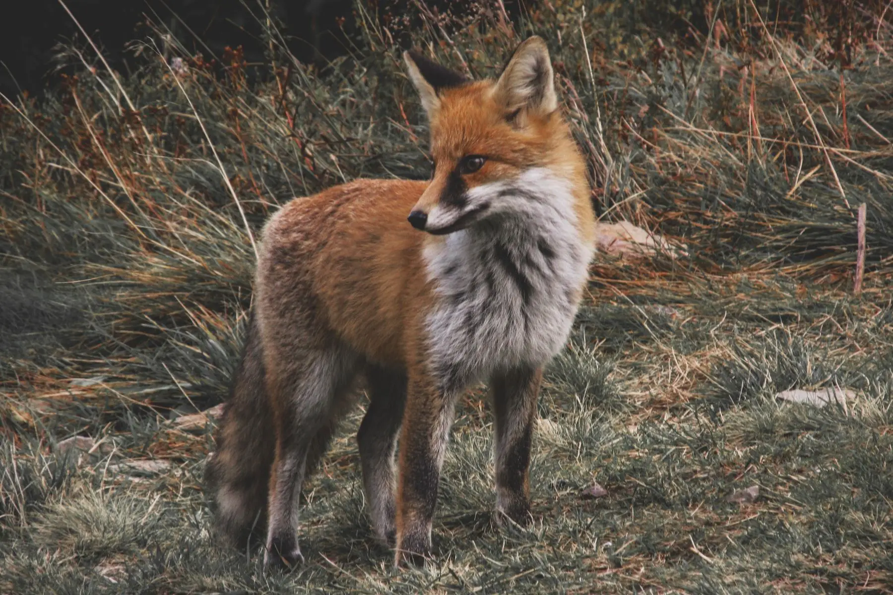 A four year old fox.