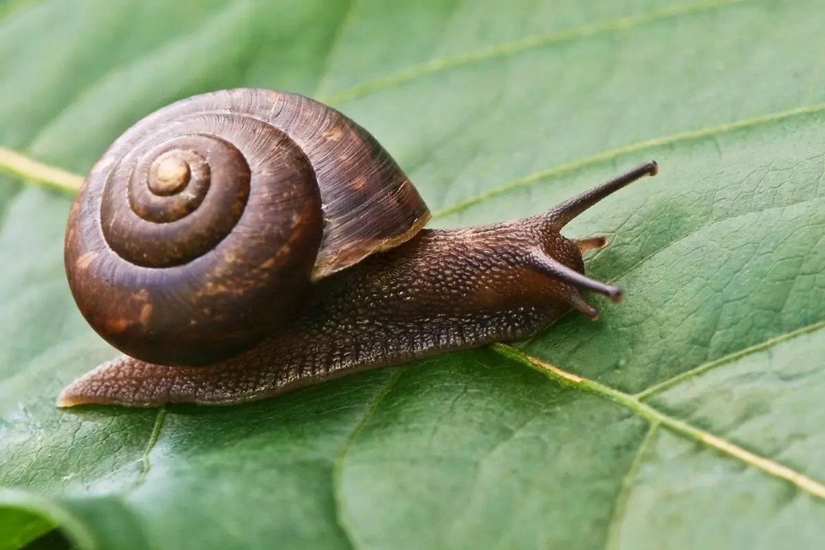Macro shot of a snail on green leaf.