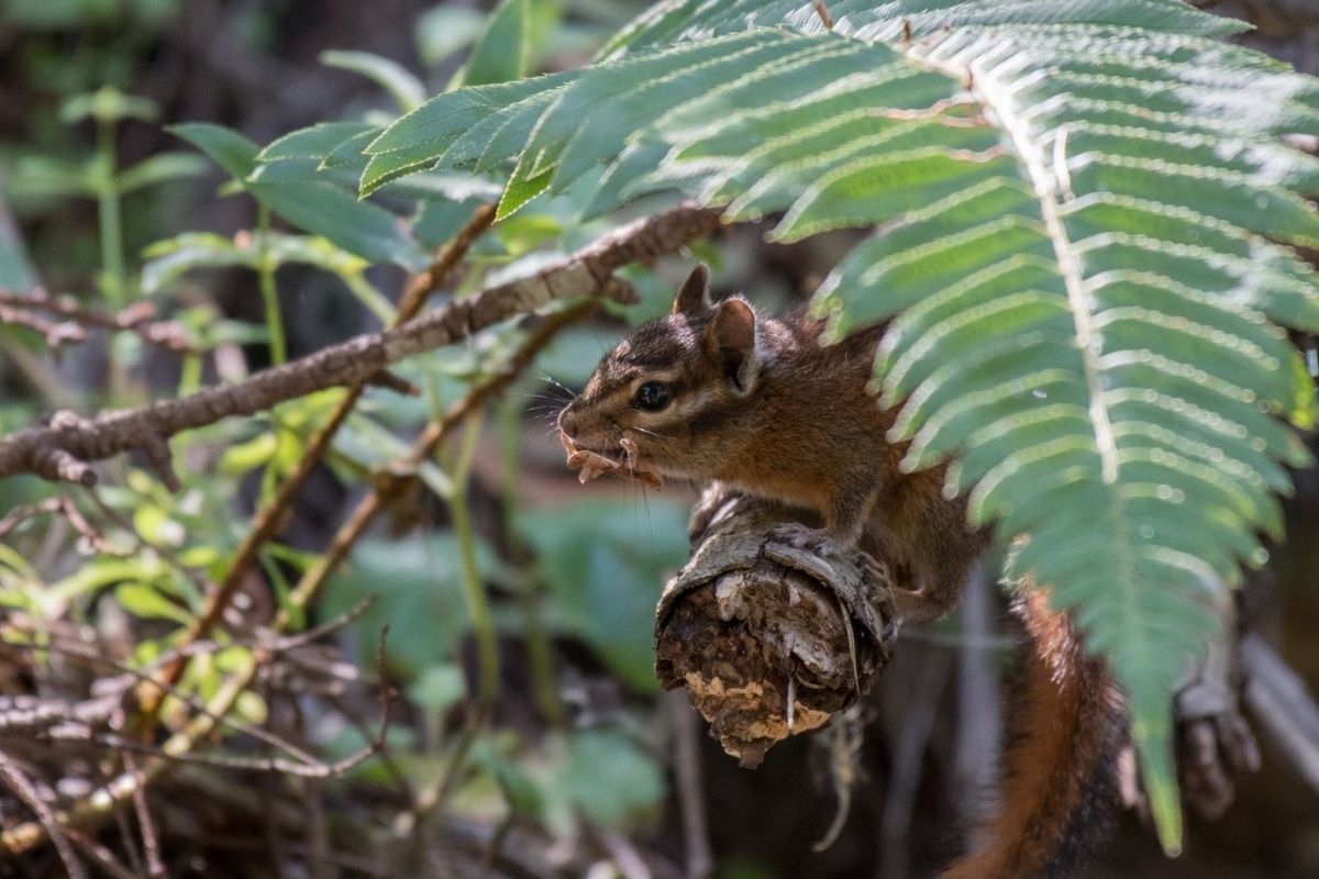 Sonoma chipmunk eating while perched on a tree branch in the forest.