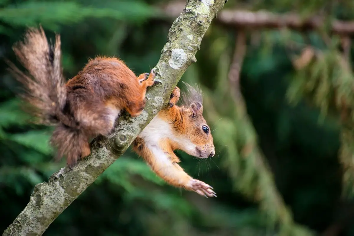 Cute red squirrel playing in tree trying to reach a food.