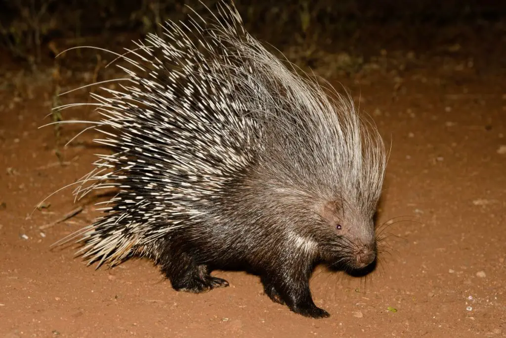 Do Porcupines Live Together? If so, how many? - NatureNibble