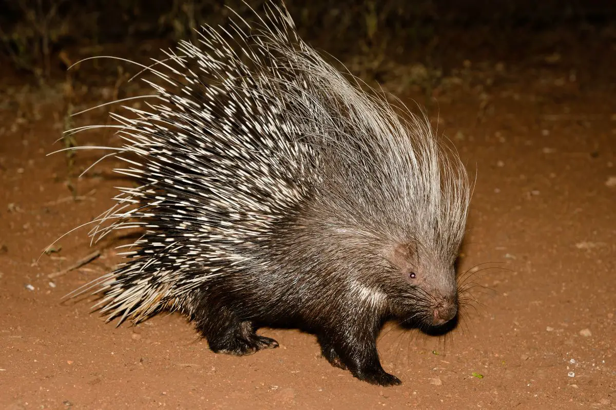 Landscape colour image of porcupine.