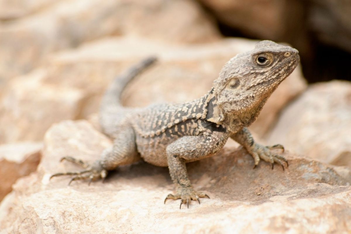 A desert lizard on a rock.