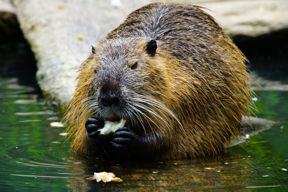 A beaver eating on a dam.