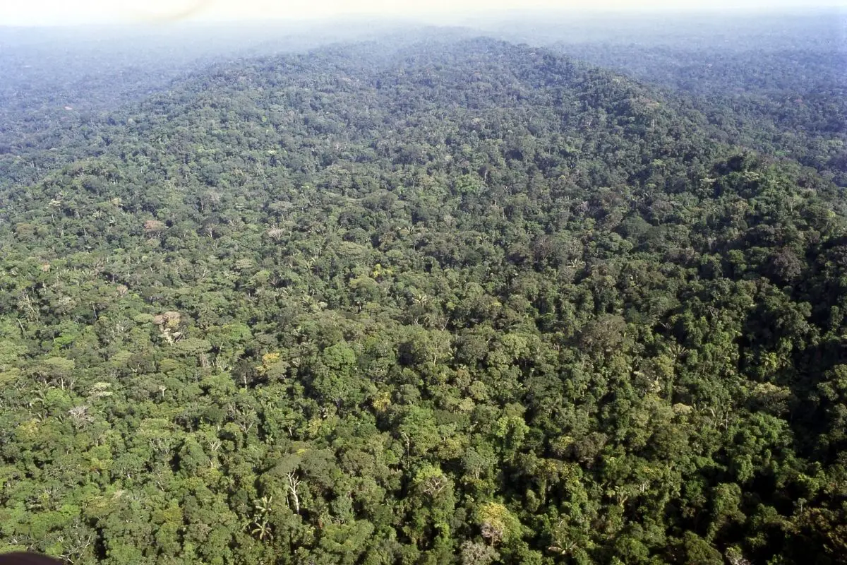 Forest canopy in the Ecuadorian amazon viewed from the air.