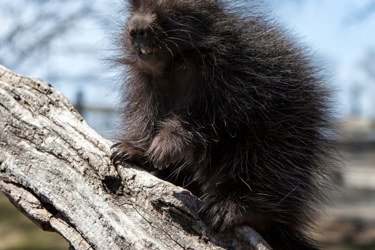 Young baby porcupine climbing on a log.