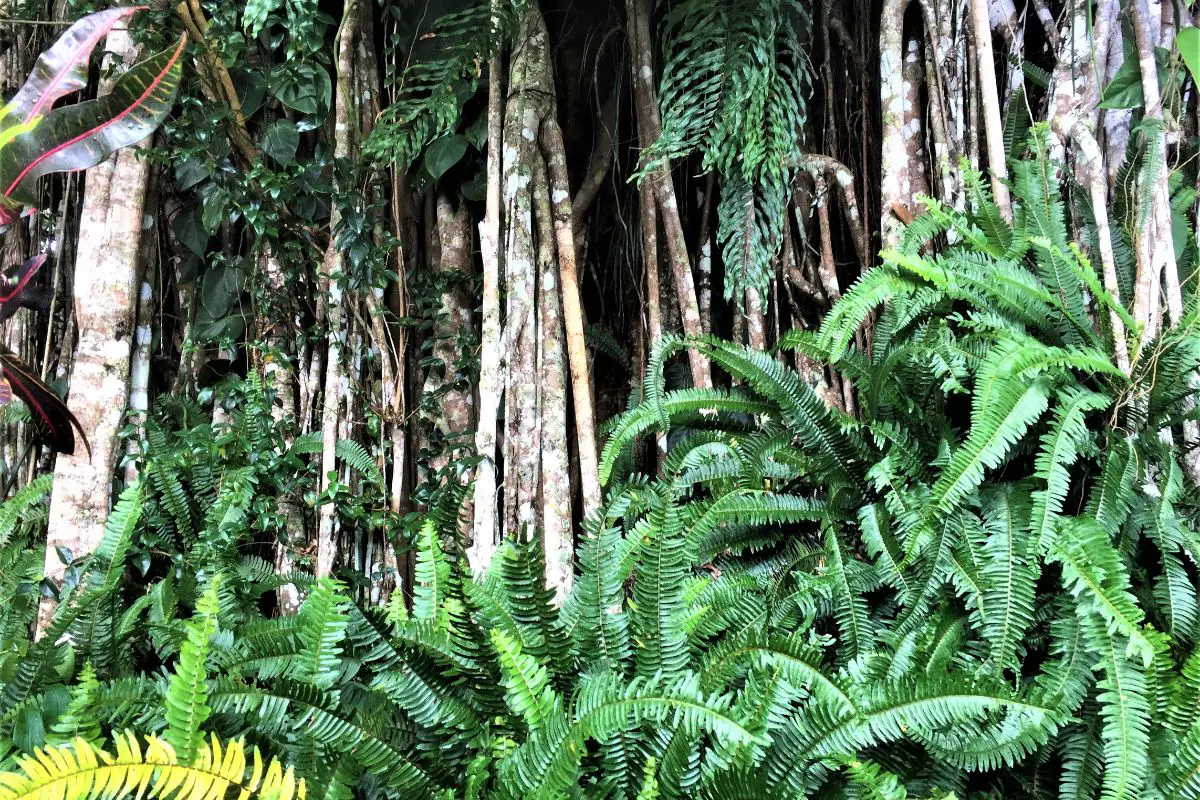 A mid-shot of a tropical rainforest.