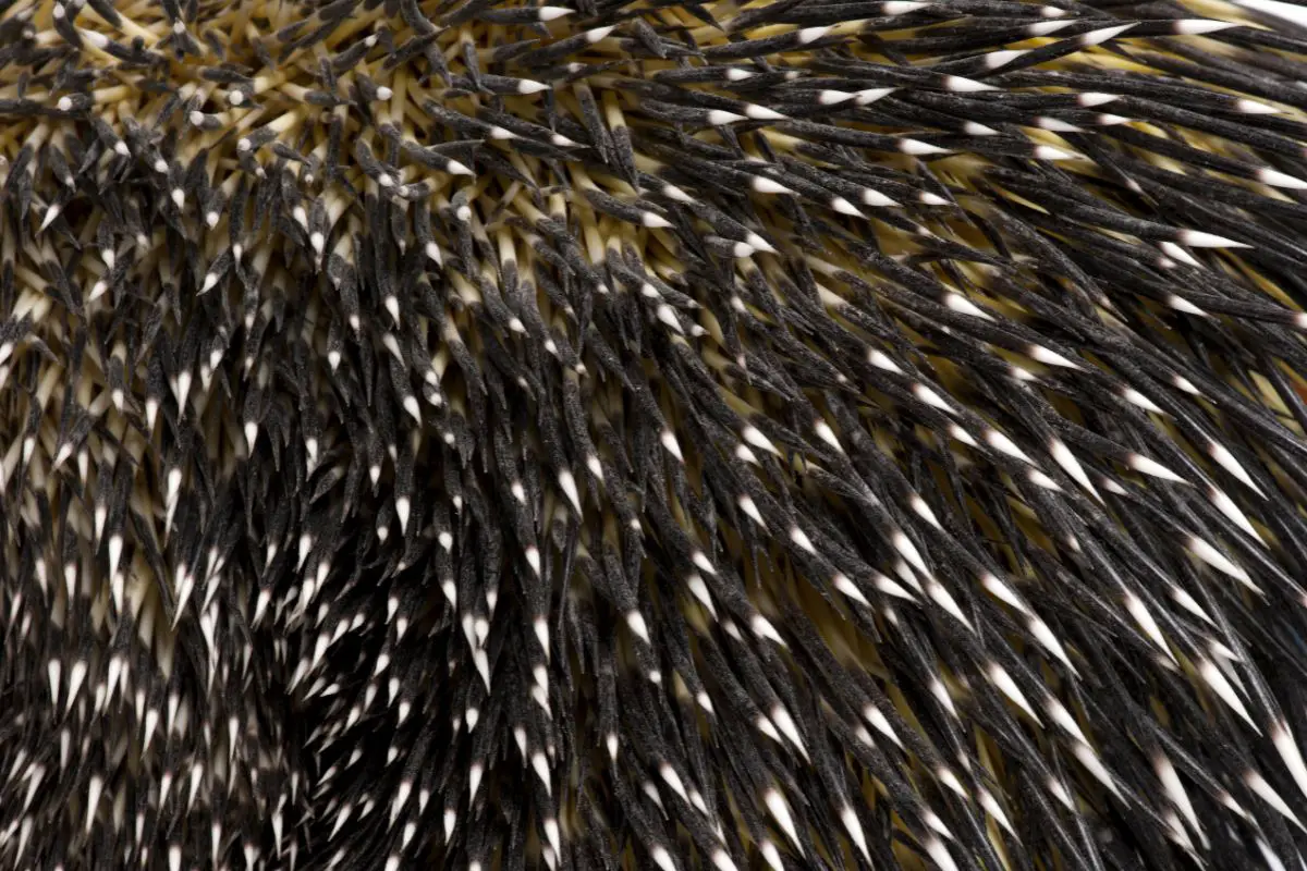 A close-up photo of a Brazilian porcupine quills.