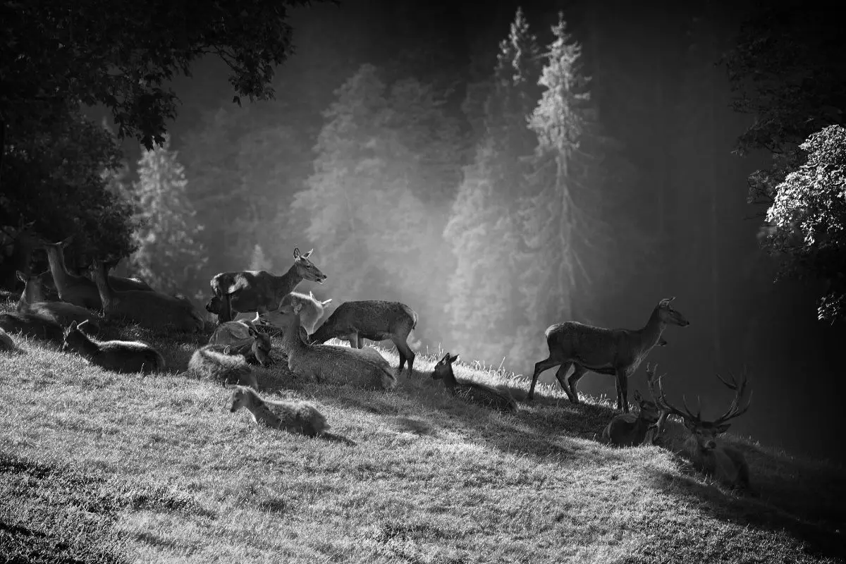 A black and white photo of deer family.