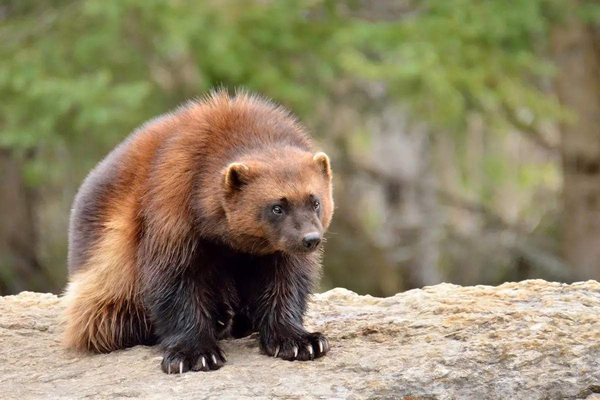 Wolverine sitting on a white rock in a blurred background.