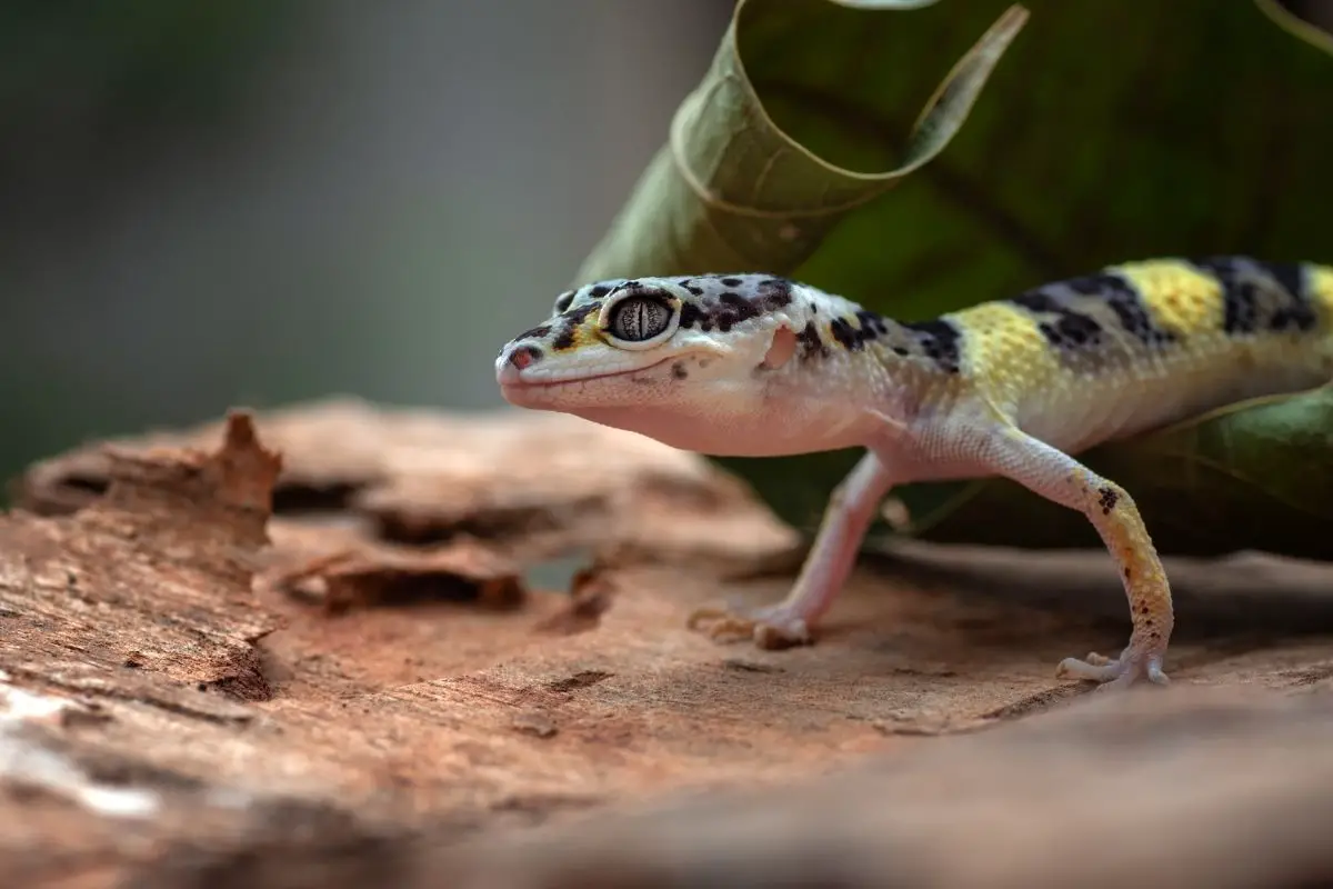 7 Different Types of Geckos - NatureNibble