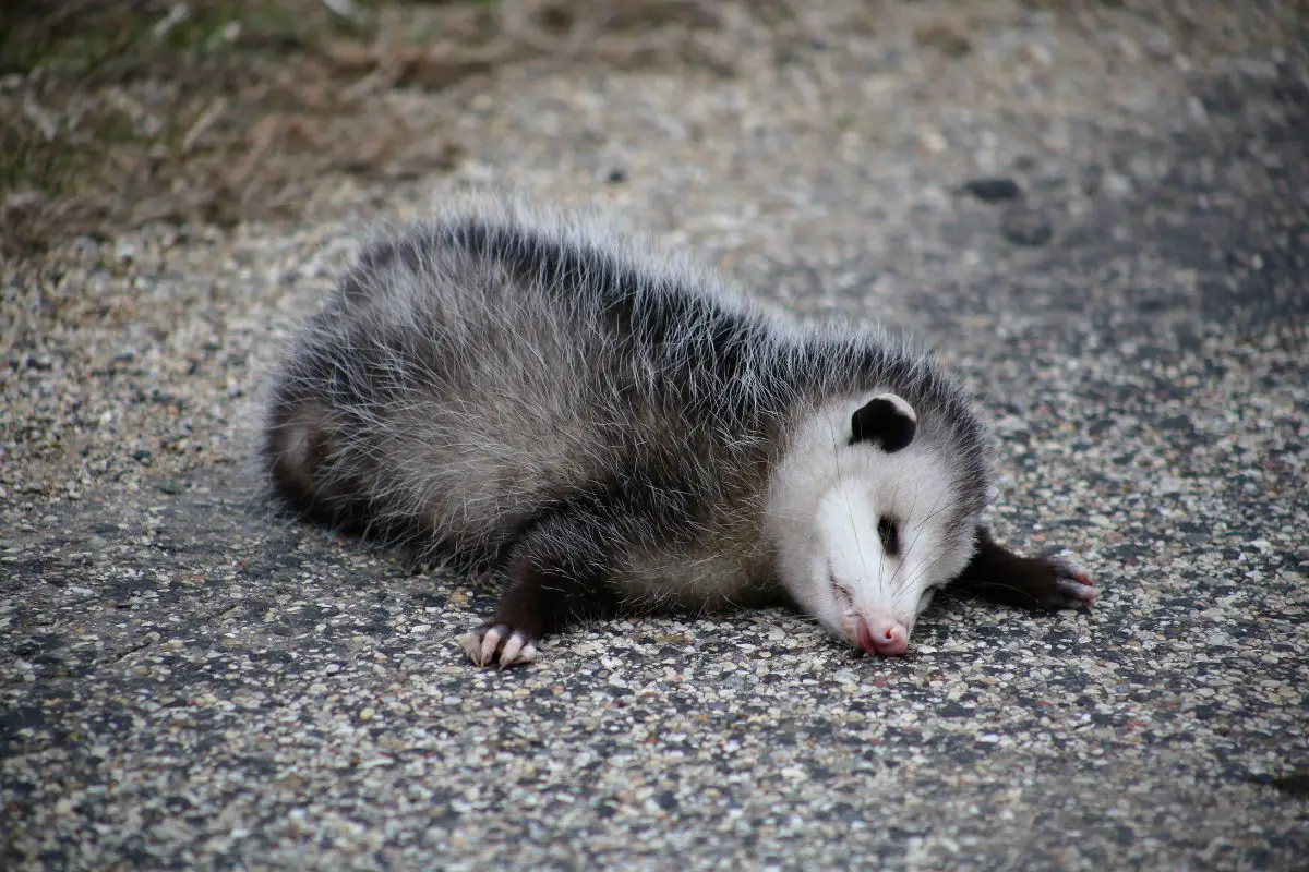 A sleeping virginia opossum.