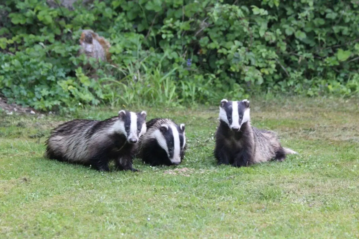 Three badgers are playing on green grass.