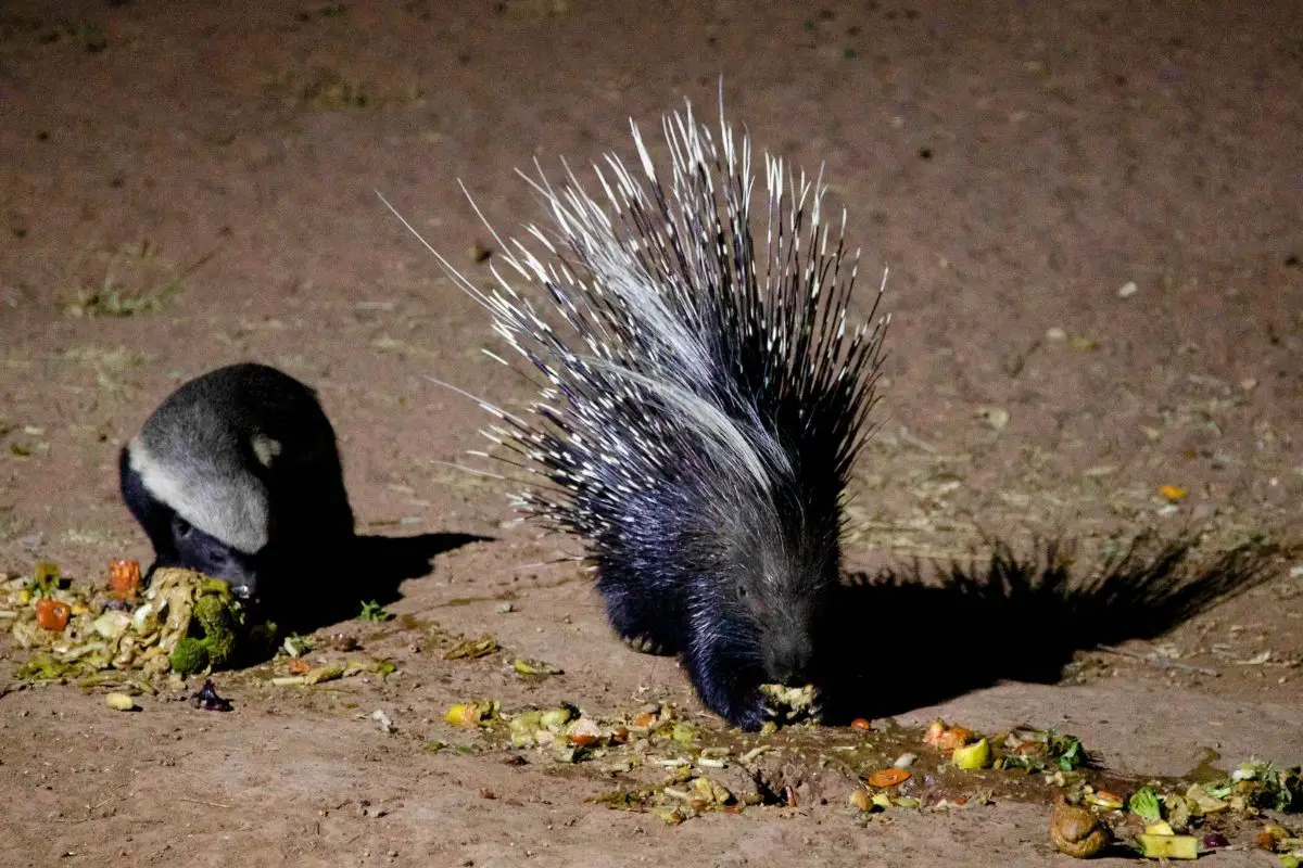 Porcupine feeding in the desert while spreading their quills,