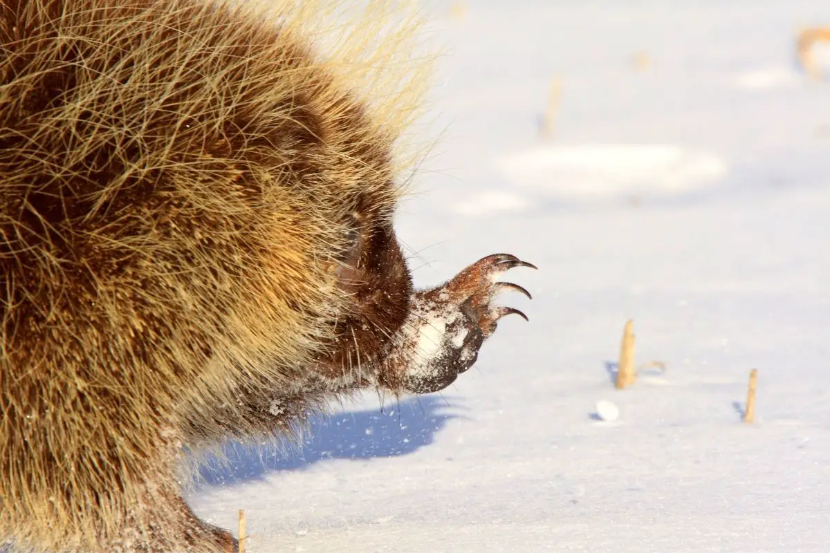 Porcupine showing its claws in winter Saskatchewan Canada.