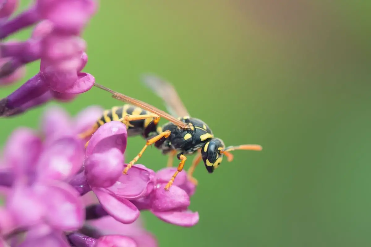 A macro shot of a Wasp on a lilac flower.