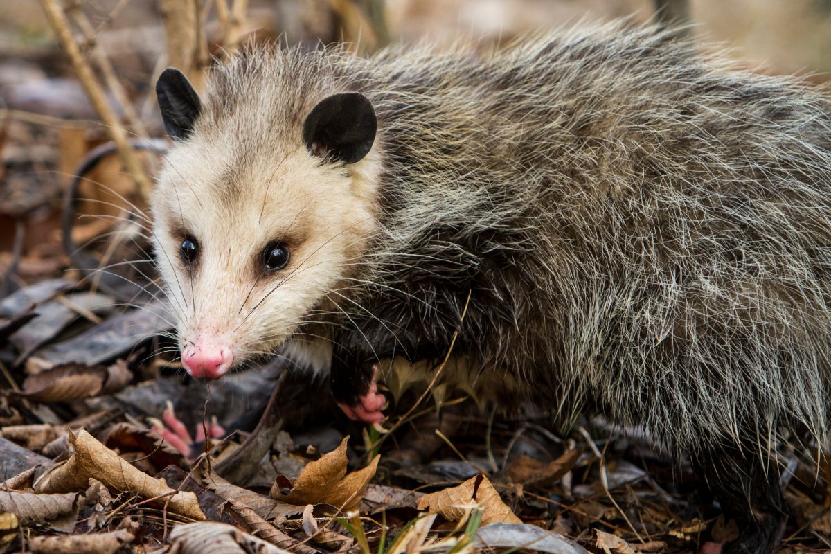 Opossum close-up on the ground with wet pawns.