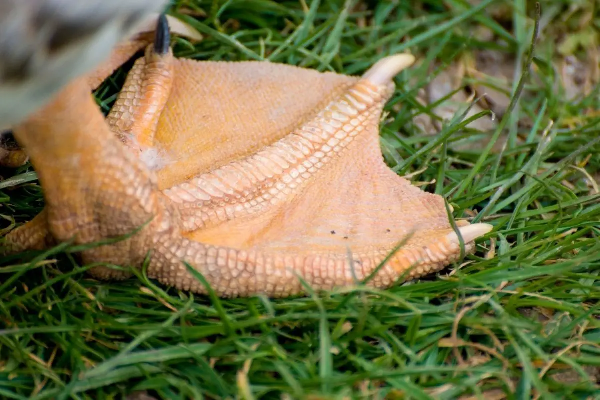 webbed-feet-why-are-they-so-important-to-a-bird-naturenibble